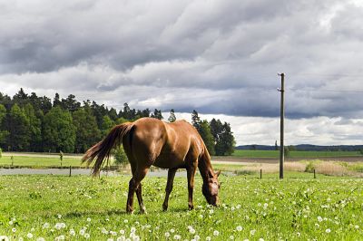 South Bohemia field meadow sky clouds cloudy green blue colour grazing horse browse May 9 South Bohemia, field, meadow, sky, clouds, cloudy, green, blue colour, grazing horse, browse, May 9, 2014 (CTKxPhoto/LiborxSojka) CTKPhotoOF201405280390701 PUBLICATIONxINxGERxSUIxAUTxONLY South Bohemia Field Meadow Sky Clouds Cloudy Green Blue Colour grazing Horse browse May 9 2014 CTKxPhoto PUBLICATIONxINxGERxSUIxAUTxONLY