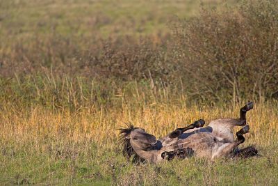 2014-09-14_opt Bildnummer: 58851061 Datum: 29.11.2012 Copyright: imago/blickwinkel Konik (Equus przewalskii f. caballus), Stute waelzt sich im Gras, Deutschland, Schleswig-Holstein, NSG Woehrdener Loch Konik horse (Equus przewalskii f. caballus), mare weltering on grass, Germany, Schleswig-Holstein, NSG Woehrdener Loch BLWS320934 Highlight xdp x0x 2012 quer Querformat Konik Koniks Rueckzuechtung Rueckzuechtungen Waldtarpan Waldtarpane Tarpan Tarpane Pferd Pferde Wildpferd Wildpferde Tier Tiere Saeugetier Saeugetiere Huftier Huftiere Unpaarhufer Europa europaeisch Mitteleuropa mitteleuropaeisch Deutschland deutsch Norddeutschland norddeutsch Schleswig-Holstein schleswig-holsteinisch deutsche deutscher deutsches Natur Einzeltier einzelnes Tier einzelne Tiere ein Tier 1 Tier einzeln einzelne einzelner einzelnes Ganzkoerperportraet Ganzkoerperportraets Ganzkoerperportrait Ganzkoerperportraits Ganzkoerperansicht Ganzkoerperansichten Wildlife Wildtier Wildtiere Fauna waelzen waelzend waelzende waelzender waelzendes waelzt sich sich waelzen sich waelzend sich waelzende sich waelzender sich waelzendes wohlfuehlen sich wohlfuehlen fuehlt sich wohl Wohlgefuehl Behagen behagt behagend Wohlbehagen adult adulte adultes adulter ausgewachsen ausgewachsene ausgewachsener ausgewachsenes Seitenansicht von der Seite seitlich aussen draussen Aussenaufnahme Aussenaufnahmen im Freien Freude freuen freudvoll freudig Lebensfreude Lebenslust Spass Stute Stuten Wiese Wiesen auf einer Wiese auf der Wiese in einer Wiese in der Wiese Rueckenlage in Rueckenlage auf dem Ruecken auf dem Ruecken liegen auf dem Ruecken liegend liegt auf dem Ruecken liegen liegend liegt Pony Ponys Ponies Gras im Gras Hautpflege Verhalten Koerperpflege Komfortverhalten Putzen putzend Fauna Deutschlands Wildtier Deutschlands Wildtiere Deutschlands Pferderasse Pferderassen Rasse Rassen Rassepferd Rassepferde horizontal format animal animals mammal mammals odd-toed ungulates perissodactyls domestic horse domestic horses horse horses breed back breeding back Europe European Central Europe Central European Germany German Northern Germany North German nature one animal single animal single animals 1 animal full-length portrait full-length portraits full length wild animal wild animals rolling welter weltering feeling good feels good liking relish pleasure satisfaction adults Konik horse Konik horses side view lateral outdoor photography outdoors outside happy groove vitality joie de vivre zest for life lust for life fun mare mares meadow meadows in a meadow supine position supine wild horse wild horses tarpans on grass grass skin care behaviour body care personal hygiene grooming fauna of Germany wild animal of Germany wild animals of Germany breed of horse horse breed breed breeds 58851061 Date 29 11 2012 Copyright Imago Angle Konik Equus przewalskii F caballus Mare wallows to in Grass Germany Schleswig Holstein NSG Woehrder Hole Konik Horse Equus przewalskii F caballus Mare ON Graß Germany Schleswig Holstein NSG Woehrder Hole Highlight XDP x0x 2012 horizontal Landscape Konik Koniks Rueckzuechtung Rueckzuechtungen Waldtarpan Waldtarpane Tarpan Tarpane Horse Horses Wild horse Wild horses Animal Animals Mammal Mammals Huftier Hoofed animals Unpaarhufer Europe Eisch Europe Central Europe Central European Germany German North German country norddeutsch Schleswig Holstein Schleswig Holsteinisch German German German Nature Individual animal single Animal Individuals Animals a Animal 1 Animal single Individuals single single Ganzkoerperportraet Ganzkoerperportraets ganzkoerperportrait ganzkoerperportraits Ganzkoerperansicht Wildlife Wild animal Wild animals Fauna wallow waelzend waelzende waelzender waelzendes wallows to to wallow to waelzend to waelzende to waelzender to waelzendes to feels to probably Wohlgefuehl Relaxing please satisfaction Comfort Adult adult adultes Adult maturity Adult Ausgewachsener Mature Side view from the Side the side exterior outside Outside view Outside in Free happiness Look forward joyous joyfully Joie de vivre Lebenslust Fun Mare Mares Meadow Meadows on a Meadow on the Meadow in a Meadow in the Meadow rueckenlage in rueckenlage on the Back on the Back lie on the Back lying is on the Back lie lying is Pony Ponies Ponies Grass in Grass Skin care Behavior Toiletries cosmetics industries Comfort behavior cleaning putzend Fauna Germany Wild animal Germany Wild animals Germany Horse race Horse races Race Breeds Race horse Race horses horizontally Format Animal Animals Mammal mammals Odd toed ungulates Perissodactyls Domestic Horse Domestic Horses Horse Horses Breed Back Breeding Back Europe European Central Europe Central European Germany German Northern Germany North German Nature One Animal Single Animal Single Animals 1 Animal Full length Portrait Full length Portraits Full length Wild Animal Wild Animals Rolling Welter Feeling Good Feels Good liking Relish Pleasure Satisfaction Adults Konik Horse Konik Horses Side View Lateral Outdoor Photography outdoors outside Happy Groove Vitality Joie de Vivre Zest for Life Lust for Life Fun Mare Mares Meadow Meadows in a Meadow supine Position supine Wild Horse Wild Horses Tarpans ON Graß Graß Skin Care Behaviour Body Care Staff Hygiene Fauna of Germany Wild Animal of Germany Wild Animals of Germany Breed of Horse Horse Breed Breed breeds