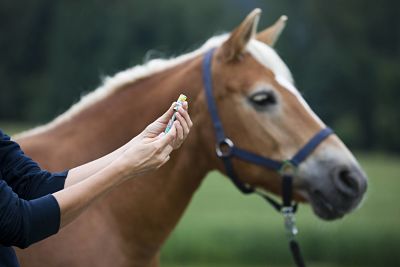 2014-09-18_opt Bildnummer: 58673728 Datum: 25.08.2012 Copyright: imago/imagebroker Herpesimpfung beim Pferd, Haflinger, Lehmfuchs x0x xub 2012 quer model released Symbolfoto Außenaufnahmen Außenaufnahme domestiziertes Tier draußen Equidae Haustiere Haustier impfend impfen Impfstoffe Impfstoff impft impfender impfende impfendes Impfungen Impfung Injektion injizierend injizieren injiziert injizierender injizierende injizierendes Mensch als Beiwerk Menschen Pferde Pferd Seitenansichten Seitenansicht seitlicher seitliche seitliches seitlich spritzend spritzen Spritze spritzt spritzender spritzende spritzendes tagsüber Tag Tiere tiermedizinischer tiermedizinische tiermedizinisches tiermedizinisch Tiermedizin Tierärztinnen Tierärztin Unschärfen Unschärfe Veterinärin veterinärmedizinischer veterinärmedizinische veterinärmedizinisches veterinärmedizinisch Veterinärmedizin 58673728 Date 25 08 2012 Copyright Imago image broker the Horse Haflinger x0x 2012 horizontal Model released Symbolic image Outside Outside view domesticated Animal outside Equidae Pets Pet impfend Vaccination Vaccines Vaccine inoculates Vaccinations Vaccination Injection injizierend Injecting injected Man as Accessory People Horses Horse Page views Side view side side Lateral the side spritzend Syringes Syringe splashing splashing spritzende spritzendes during the day Day Animals veterinary veterinary veterinary veterinary medicine Veterinary medicine Tierärztinnen Veterinarian Blurred Blur Veterinärin veterinary Veterinary veterinary medicine veterinary medicine Veterinary medicine