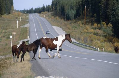 2014-10-17_opt Bildnummer: 56087423 Datum: 25.07.2005 Copyright: imago/blickwinkel mustang (equus przewalskii f. caballus), überqueren strasse mustang (equus przewalskii f. caballus), crossing street blws019617 kbdig 2005 quer animal young animal warmblutpferde warmblutpferd warmblüter warmblut warmbloods warmblood walking von der seite verkehr unpaarhufer umwelt überqueren traffic tierkinder tierkind tierjunges tiere tierbaby tierbabies tier thoughtful textfreiraum stuten stute streets street strassenverkehr strassen strasse side view seitenansicht säugetiere säugetier roads road querformat pferde pferd perissodactyls parental care odd-töd ungulates muttertiere muttertier mutter mütterlich mütter mothers motherly mother mares mare mammals mammal leerraum leadership lateral juvenile juvenil jungtiere jungtier junges jung huftiere huftier horizontal format horizontal guidance gehen gefährlich gefahr fürsorglich fürsorge führung führen follies fohlen foals foal environment domestic horses domestic horse dangerous danger crossing copy space blank space animals animal baby animal babies 56087423 Date 25 07 2005 Copyright Imago Angle Mustang Equus przewalskii F caballus cross Road Mustang Equus przewalskii F caballus Crossing Street Kbdig 2005 horizontal Animal Young Animal Warm blood horse Warm-blooded Warm blood Walking from the Side Traffic Unpaarhufer Environment cross Traffic Animal children Animal child Young animal Animals Animal baby Animal babies Animal thoughtful Text space Mares Mare Streets Street Road transport Roads Road Side View Side view Mammals Mammal Roads Road Landscape Horses Horse Perissodactyls Parental Care Odd fatal ungulates Mother animals Dam Mother maternal Mothers Mothers motherly Mother Mares Mare mammals Mammal Space Leadership Lateral Juvenile juvenil Young animals Young animal Young Young Hoofed animals Huftier horizontally Format horizontally Guidance go dangerous Danger caring Care Leadership lead Follies Foals Foals foal Environment Domestic Horses Domestic Horse Dangerous Danger Crossing Copy Space blank Space Animals Animal Baby Animal Babies