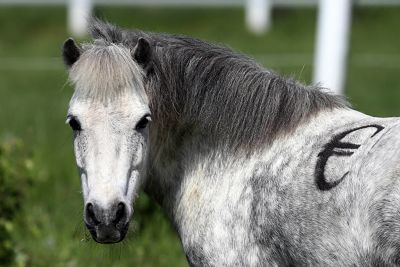 2014-10-28a_opt Bildnummer: 59733576 Datum: 16.05.2013 Copyright: imago/Frank Sorge 16.05.2013, Koenigs Wusterhausen, Brandenburg, GER - Shetlandpony mit Euro-Zeichen auf dem Ruecken. (Pony, Shetlandpony, Haltung, Pferdehaltung, Weide, Koppel, Offenstallhaltung, Steuer, Pferdesteuer, Symbol, Symbolik, symbolisch, Symbolfoto, Freisteller, Aufwandssteuer, Reitabgabe, Zeichen, Euro, Eurozeichen, Euro-Zeichen, Euro-Logo, Euro-Symbol, Finanzierung, Logo, Waehrung, Wirtschaft, teuer, kostspielig, Pferdehaltungskosten, Unterhalt, Unterhaltskosten, Kosten, Anschaffungskosten, Ware, Kauf, Verkauf, Pferdehaftpflichtversicherung, Währung, Königs Wusterhausen) 168D160513PFERDEHOF.JPG Gesellschaft Tiere Galopp Fotostory xas x0x 2013 quer Pony Shetlandpony Haltung Pferdehaltung Weide Koppel Offenstallhaltung Steuer Pferdesteuer Symbol Symbolik symbolisch Symbolfoto Freisteller Aufwandssteuer Reitabgabe Zeichen Euro Eurozeichen Euro-Zeichen Euro-Logo Euro-Symbol Finanzierung Logo Waehrung Wirtschaft teuer kostspielig Pferdehaltungskosten Unterhalt Unterhaltskosten Kosten Anschaffungskosten Ware Kauf Verkauf Pferdehaftpflichtversicherung 59733576 Date 16 05 2013 Copyright Imago Frank Worry 16 05 2013 Koenigs Wusterhausen Brandenburg ger Shetland pony with Euro Sign on the Back Pony Shetland pony Attitude Horse stance Pasture Koppel Tax symbol Symbolism symbolic Symbolic image cut out Sign Euro Euro symbol Euro Sign Euro emblem Euro symbol Financing emblem Currency Economy expensive costly Maintenance Maintenance costs Costs Acquisition costs Goods Purchase Sale Currency King Wusterhausen JPG Society Animals Gallop Photo Story x0x 2013 horizontal Pony Shetland pony Attitude Horse stance Pasture Koppel Tax symbol Symbolism symbolic Symbolic image cut out Sign Euro Euro symbol Euro Sign Euro emblem Euro symbol Financing emblem Currency Economy expensive costly Maintenance Maintenance costs Costs Acquisition costs Goods Purchase Sale