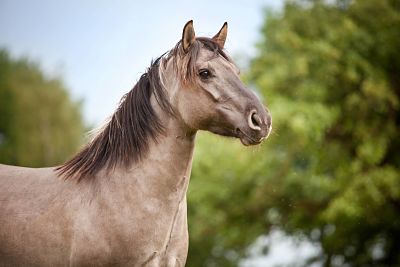 Stute Konik oder polnisches Wildpferd Portrait iblcma03792401 jpg Stute, Konik oder polnisches Wildpferd, Portrait iblcma03792401.jpg Mare Konik Or Polish Wild horse Portrait iblcma03792401 JPG