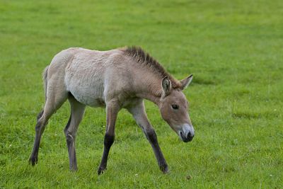 2014-11-19_opt Bildnummer: 60702888 Datum: 23.03.2011 Copyright: imago/blickwinkel Przewalskipferd, Przewalski-Pferd, Przewalski-Wildpferd, Asiatisches Wildpferd, Mongolisches Wildpferd (Equus przewalski), Fohlen auf einer Wiese Przewalski s horse (Equus przewalski), foal in a meadow BLWS269332 x0x xkg 2011 quer Querformat Tier Tiere Natur Saeugetier Saeugetiere Huftier Huftiere Unpaarhufer Pferd Pferde Wildpferd Wildpferde wild lebend wild lebende wild lebender wild lebendes wildlebend wildlebende wildlebender wildlebendes wild lebende Pferde wild lebendes Pferd wildlebende Pferde wildlebendes Pferd Fohlen Tierkind Tierkinder Tierbaby Tierbabies Jungtier jung junge junger junges Jungtiere Tierjunges Einzeltier einzelnes Tier einzelne Tiere ein Tier 1 Tier Ganzkoerperportrait Ganzkoerperportraits Ganzkoerperansicht Ganzkoerperansichten Wildlife Wildtier Wildtiere Fauna Wiese Lebensraum Lebensraeume Biotop Biotope Habitat Habitate Wiesen in der Natur aussen draussen Aussenaufnahme Aussenaufnahmen auf einer Wiese auf der Wiese in einer Wiese in der Wiese Weide Weiden Viehweide Viehweiden Pflanze Pflanzen Gras Graeser im Gras gehen gehend gehende gehender gehendes geht laufen laufend laufende laufender laufendes laeuft Seitenansicht von der Seite seitlich Przewalski-Pferd Przewalskipferd Przewalski Wildpferd Asiatisches Wildpferd Mongolisches Wildpferd Przewalski-Pferde Przewalskipferde Przewalski-Wildpferde Asiatische Wildpferde Mongolische Wildpferde Przewalski-Wildpferd animal animals mammal mammals odd-toed ungulates perissodactyls domestic horse domestic horses horse horses wild horse wild horses juvenile foal foals fillies young animal young animals animal baby animal babies one animal single animal single animals 1 animal full-length portrait full-length portraits full length wild animal wild animals meadow meadows outdoor photography outdoors outside in a meadow pasture pastures feedlot feedlots plant plants grass grasses on grass walking walks side view lateral horizontal format nature in nature habitats biotopes living in the wild 60702888 Date 23 03 2011 Copyright Imago Angle Przewalskipferd Przewalski Horse Przewalski Wild horse Asia table Wild horse Mongolian Wild horse Equus Przewalski Foals on a Meadow Przewalski S Horse Equus Przewalski foal in a Meadow blws269332 x0x xkg 2011 horizontal Landscape Animal Animals Nature Mammal Mammals Huftier Hoofed animals Unpaarhufer Horse Horses Wild horse Wild horses Wild alive Wild live Wild live Wild live wildlebend Wild Wildlebender Ferret wild Wild live Horses Wild live Horse Wild Horses Ferret wild Horse Foals Animal child Animal children Animal baby Animal babies Young animal Young Boy young Young Young animals Young animal Individual animal single Animal Individuals Animals a Animal 1 Animal ganzkoerperportrait ganzkoerperportraits Ganzkoerperansicht Wildlife Wild animal Wild animals Fauna Meadow Habitat habitat Biotope Biotopes Habitat Habitats Meadows in the Nature exterior outside Outside view Outside on a Meadow on the Meadow in a Meadow in the Meadow Pasture Pastures Livestock grazing Cattle pastures Plant Plants Grass Graeser in Grass go going depth Leaving going is run continuously ongoing Ongoing Ongoing running Side view from the Side the side Przewalski Horse Przewalskipferd Przewalski Wild horse Asia table Wild horse Mongolian Wild horse Przewalski Horses Przewalskipferde Przewalski Wild horses Asia tables Wild horses Mongolian Wild horses Przewalski Wild horse Animal Animals Mammal mammals Odd toed ungulates Perissodactyls Domestic Horse Domestic Horses Horse Horses Wild Horse Wild Horses Juvenile foal Foals fillies Young Animal Young Animals Animal Baby Animal Babies One Animal Single Animal Single Animals 1 Animal Full length Portrait Full length Portraits Full length Wild Animal Wild Animals Meadow Meadows Outdoor Photography outdoors outside in a Meadow Pasture pastures feedlot feedlots plant Plants Graß grasses ON Graß Walking Walks Side View Lateral horizontally Format Nature in Nature biotope Living in The Wild