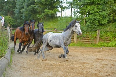 2014-12-01a_opt-2 Bildnummer: 60758504 Datum: 26.11.2013 Copyright: imago/blickwinkel Connemara (Equus przewalskii f. caballus), Connemara galoppieren auf die Weide, Deutschland Connemara pony (Equus przewalskii f. caballus), Connemara horses running on a paddock, Germany BLWS351673 x0x xkg 2013 quer Tier Tiere Saeugetier Saeugetiere Huftier Huftiere Unpaarhufer Pferd Pferde Querformat Europa europaeisch Mitteleuropa mitteleuropaeisch Deutschland deutsch deutsche deutscher deutsches Connemara Connemaras vier 4 Quartett Quartetts zu viert Gruppe Gruppen Ganzkoerperportraet Ganzkoerperportraets Ganzkoerperportrait Ganzkoerperportraits Ganzkoerperansicht Ganzkoerperansichten Frontalansicht Vorderansicht von vorne frontal Koppel Koppeln Pferdekoppel Pferdekoppeln aussen draussen Aussenaufnahme Aussenaufnahmen Holzzaun Holzzaeune Zaun Zaeune Gangart Gangarten laufen laufend laufende laufender laufendes im Lauf galoppieren galoppierend galoppierende galoppierender galoppierendes Galopp braun braune braunes brauner grau graue graues grauer Pferderasse Pferderassen Rasse Rassen Rassepferd Rassepferde animal animals mammal mammals odd-toed ungulates perissodactyls domestic horse domestic horses horse horses horizontal format Europe European Central Europe Central European Germany German Connemara pony Connemara ponies four quartet quartets group groups undefined full-length portrait full-length portraits full length front view from the front paddock paddocks outdoor photography outdoors outside wooden fence wooden fences fence fences pace paces gait gaits galloping running gallop brown grey gray breed of horse horse breed breed breeds