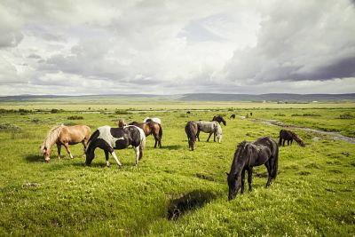 Iceland Icelandic horses on grassland PUBLICATIONxINxGERxSUIxAUTxHUNxONLY MBEF000737 Iceland, Icelandic horses on grassland PUBLICATIONxINxGERxSUIxAUTxHUNxONLY MBEF000737 Iceland Icelandic Horses ON Grassland PUBLICATIONxINxGERxSUIxAUTxHUNxONLY MBEF000737