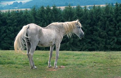 2014-12-06_opt Bildnummer: 56033545 Datum: 21.09.2004 Copyright: imago/blickwinkel vollblutaraber (equus przewalskii f. caballus), 30 jahre alter wallach pure-bred arab horse (equus przewalskii f. caballus), 30 year old gelding blws009094 kbdig 2004 quer tier tiere säugetier säugetiere huftiere unpaarhufer pferd pferde animal animals mammal mammals odd-töd ungulates perissodactyls domestic horse domestic horses querformat horizontal format huftier einzeltier einzelnes tier einzelne tiere ein tier 1 tier stehen stehend seitenansicht von der seite schimmel (pferd) wallach wallache alt dünn mager ausgemergelt vollblut vollblutpferd vollblutpferde vollblüter pferderasse pferderassen one animal only one animal 1 animal standing side view lateral white horse white horses gelding geldings old thin skinny emaciated thoroughbred thoroughbreds breed of horse horse breed 56033545 Date 21 09 2004 Copyright Imago Angle Full-blooded Arabs Equus przewalskii F caballus 30 Years Age Wallach Pure Bred Arab Horse Equus przewalskii F caballus 30 Year Old gelding Kbdig 2004 horizontal Animal Animals Mammal Mammals Hoofed animals Unpaarhufer Horse Horses Animal Animals Mammal mammals Odd fatal ungulates Perissodactyls Domestic Horse Domestic Horses Landscape horizontally Format Huftier Individual animal single Animal Individuals Animals a Animal 1 Animal Stand standing Side view from the Side Mold Horse Wallach Old Thin meagre ausgemergelt Full blood Thoroughbred horse Thoroughbred horses Thoroughbreds Horse race Horse races One Animal Only One Animal 1 Animal thing Side View Lateral White Horse White Horses gelding gelding Old Thin Skinny emaciated Thoroughbreds Breed of Horse Horse Breed