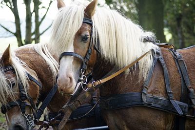 Kutsche mit Haflingerpferden PUBLICATIONxINxGERxSUIxONLY 1068302703 Kutsche mit Haflingerpferden PUBLICATIONxINxGERxSUIxONLY 1068302703 Coach with Haflinger horses 1068302703