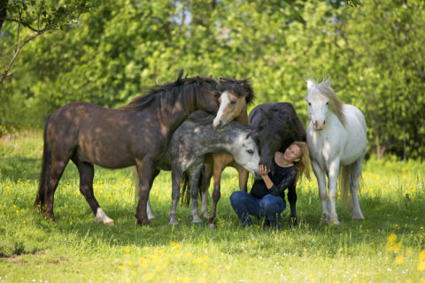 Kerstin Brein, Apassionata, Freiheitsdressur, Freiarbeit, Welsh, Gruppe, Koppel