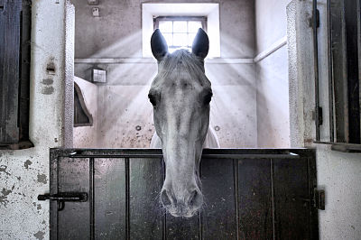 HORSE PORTRAIT and OVERALL - winning photo_opt 