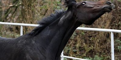 21 11 2015 Hoppegarten Brandenburg GER Pferd rollt mit den Augen Rennstall am Hollaender Pfe 21.11.2015, Hoppegarten, Brandenburg, GER - Pferd rollt mit den Augen. Rennstall am Hollaender. (Pferd, Wild Blossom, Koppel, Haltung, Pferdehaltung, Verhalten, Pferdeverhalten, Verhaltensweise, Galopp, galoppieren, aufgeregt, Aufregung, ohne Halfter, freie Bewegung, Augen, rollt, rollen, verdrehen, Augapfel, weiss, Panik, panisch, Stress, gestresst) 061D211115HOPPEGARTEN.JPG GALOPP 21.11.2015, Hoppegarten, Brandenburg, GER - Pferd rollt mit den Augen. Rennstall am Hollaender. (Pferd, Wild Blossom, Koppel, Haltung, Pferdehaltung, Verhalten, Pferdeverhalten, Verhaltensweise, Galopp, galoppieren, aufgeregt, Aufregung, ohne Halfter, freie Bewegung, Augen, rollt, rollen, verdrehen, Augapfel, weiss, Panik, panisch, Stress, gestresst) 061D211115HOPPEGARTEN.JPG GALOPP 21 11 2015 Hoppegarten Brandenburg ger Horse rolls with the Eyes RENNSTALL at Hollaender Horse Wild Blossom Koppel Attitude Horse stance Behavior Horse behavior Behaviour Gallop Galoppieren excited Excitement without Halter Free Movement Eyes rolls Roles twist Eyeball white Panic panic Stress stressed JPG Gallop