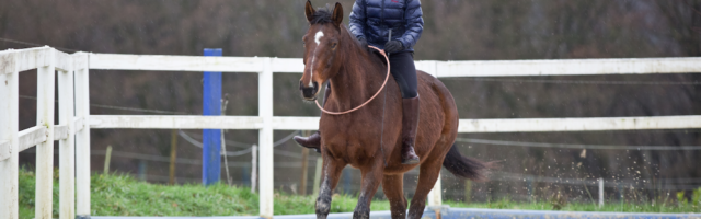 Mein Pferd Guetesiegel_Reitring Seilerei Brockamp_Daniel Elke RFW Freies Reiten nur mit Reitring schult die Kommunikation zwischen Pferd und Reiter (Foto: Daniel Elke/RFW). 