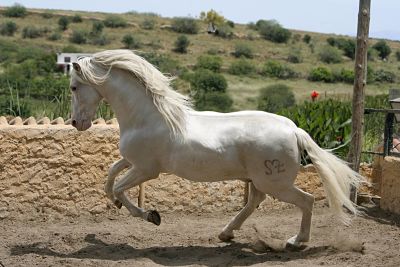 Streitfrage_opt Bildnummer: 55945001 Datum: 03.04.2008 Copyright: imago/blickwinkel andalusier, pura raza espanola (equus przewalskii f. caballus), galoppierend, deutschland, sachsen andalusian horse (equus przewalskii f. caballus), galloping, germany, saxony blws148196 kbdig 2008 quer tier tiere säugetier säugetiere huftier huftiere unpaarhufer pferd pferde querformat europa europäisch mitteleuropa mitteleuropäisch deutschland deutsch ostdeutschland ostdeutsch sachsen sächsisch einzeltier einzelnes tier einzelne tiere ein tier 1 tier ganzkörperportrait ganzkörperportraits ganzkörperansicht ganzkörperansichten seitenansicht von der seite nahaufnahme nahaufnahmen gangart gangarten laufen laufend im lauf galoppieren galoppierend galopp weiss bewegung dynamik action dynamisch markierung nutztierrasse nutztierrassen nutztier nutztiere reittier reittiere aussen draussen aussenaufnahme aussenaufnahmen kulturlandschaft kulturlandschaften landschaft landschaften sonnenschein animal animals mammal mammals odd-töd ungulates perissodactyls domestic horse domestic horses horizontal format europe european central europe central european germany german eastern germany eastern german saxony saxonian one animal single animal single animals full-length portrait full-length portraits full length side view lateral closeup closeups close up close ups close-up view pace paces gait gaits galloping running gallop white movement movements motion motions dynamic marking breed breeds useful animal useful animals mount mounts outdoor photography outdoors outside cultural landscape cultural landscapes cultural scenery cultural sceneries landscape landscapes sunshine 55945001 Date 03 04 2008 Copyright Imago Angle Andalusians Pura Raza Espanola Equus przewalskii F caballus galoppierend Germany Saxony Andalusian Horse Equus przewalskii F caballus Gallo ping Germany Saxony Kbdig 2008 horizontal Animal Animals Mammal Mammals Huftier Hoofed animals Unpaarhufer Horse Horses Landscape Europe Euro Central Europe Central Germany German East Germany East German Saxony Saxon Individual animal single Animal Individuals Animals a Animal 1 Animal Full body portrait Full view Side view from the Side Close-up Close-ups gaits gangart run continuously in Run Galoppieren galoppierend Gallop white Movement Dynamics Action dynamic Marker Livestock breed Breeds Animal Animals Mount Mounts exterior outside Outside view Outside Cultural landscape Cultural landscapes Landscape Landscapes Sunshine Animal Animals Mammal mammals Odd fatal ungulates Perissodactyls Domestic Horse Domestic Horses horizontally Format Europe European Central Europe Central European Germany German Eastern Germany Eastern German Saxony setson One Animal Single Animal Single Animals Full length Portrait Full length Portraits Full length Side View Lateral closeup Closeups Close up Close Oops Close up View Pace Paces Gait gaits Gallo ping RUNNING Gallop White Movement Movements Motion Motions Dynamic marking Breed breeds useful Animal useful Animals Mount Mounts Outdoor Photography outdoors outside Cultural Landscape Cultural LANDSCAPES Cultural scenery Cultural sceneries Landscape LANDSCAPES Sunshine