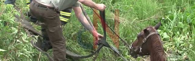 Feuerwehr rettet Pferd aus Graben – Graben vor kurzem umgebaut 