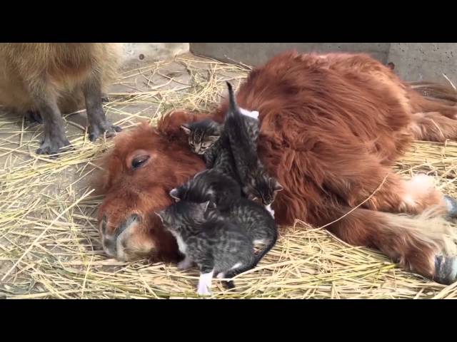 Fünf Katzen schmusen mit Pferd: verstörender Kameraschwenk 