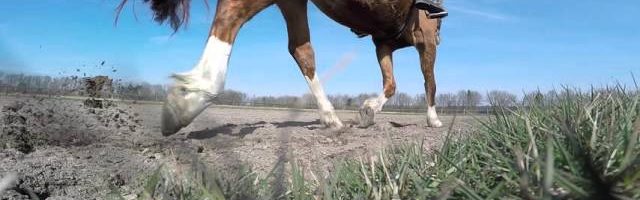 Ganzheitlich mobile Reitschule – Drohnen Versuch mit Pferd 2016 