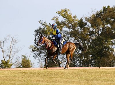 imago06584061h_opt Bildnummer: 06584061 Datum: 26.09.2010 Copyright: imago/Rau Lexington, Kentucky Horse Park 26.09.2010 Weltreiterspiele / WM / World Equestrian Games Distanzreiten (Endurance): Maria Mercedes Alvarez Ponton (ESP) und Nobby; Pferdesport Reiten Weltreiterspiele WM World Equestrian Games Distanzreiten Aktion vdig xsk 2010 quer premiumd xint Image number 06584061 date 26 09 2010 Copyright imago Tough Lexington Kentucky Horse Park 26 09 2010 World Equestrian Games World Cup World Equestrian Games Distance riding Endurance Mary Mercedes Alvarez Ponton ESP and Nobby Equestrian sports riding World Equestrian Games World Cup World Equestrian Games Distance riding Action shot Vdig xsk 2010 horizontal premiumd