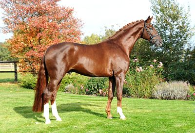 Best of Gold Oldenburger Hengst Best of Gold von Belissimo M x Diamond Hit von der Hengststation Ahl Best of Gold Oldenburger Hengst Best of Gold von Belissimo M x Diamond Hit von der Hengststation Ahlers in Hatten Aufmacher Best of Gold Oldenburg Stallion Best of Gold from Belissimo m X Diamond Hit from the Ahlers in had Highlight