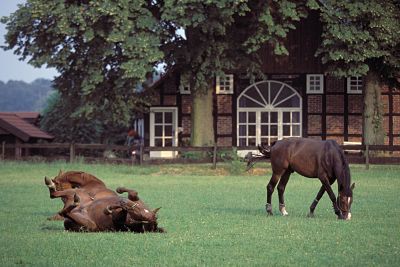 imago50040065h_opt Bildnummer: 50040065 Datum: 03.07.1994 Copyright: imago/Karo Bildnummer: 50040065 Datum: 03.07.1994 Copyright: imago/Karo Zuchtpferde - Pferdekoppel bei Warendorf, Pferde räkeln sich auf der Wiese, Gebäude, außen, Außenansicht , Landschaft , Tiere , Komik; Pferd, Pferde, Zuchtpferd, Gestüt, Pferdegestüt, Weide, Pferdezucht, Zucht, liegt, liegen, Boden, Rücken, Rückenlage; , quer, Kbdia, Totale, Deutschland, Ohne, Nordrhein-Westfalen, Europa; Aufnahmedatum geschätzt