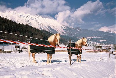 imago50930486h_opt Bildnummer: 50930486 Datum: 05.01.2005 Copyright: imago/Margit Brettmann Haflinger in Mänteln, Tiere , Landschaft; 2005, Haflinger, Pferd, Pferde, Rassepferd, Rassepferde, Pferderasse, Pferderassen, Kälteschutz, Pferdedecke, Pferdedecken, Schnee, verschneite, verschneit, , Säugetiere, Zaun, Zäune, Absperrung, Absperrungen, eingezäunt, eingezäunte,; , quer, Kbdig, Winter, Jahreszeit, Gruppenbild, Österreich, ,; Aufnahmedatum geschätzt