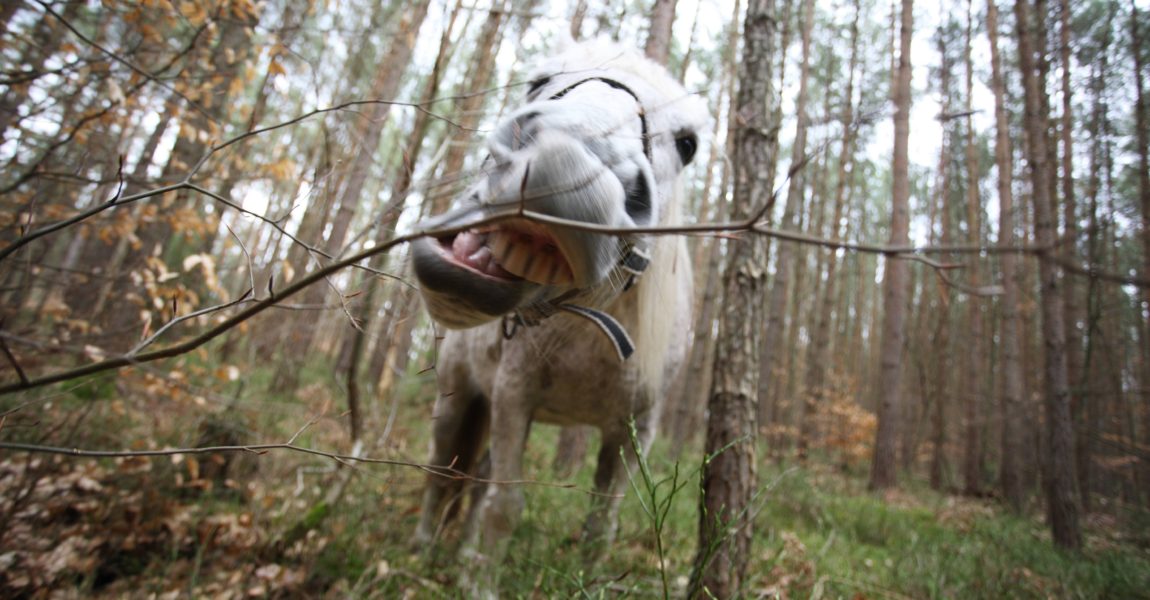 imago53924094h Bildnummer: 53924094 Datum: 04.04.2010 Copyright: imago/Gerhard Leber Pferd DEU, Brandenburg , Pferd in Brandenburg beim Fressen Tiere Pferd Wald kbdig xsk 2010 quer Deutschland Pferd Pferde Brandenburg Ausritt außen draußen Freizeitsport reiten Germany Erholung Pferdesport Reitpferde landscape ride riding horse Huftier nature fressen fressend fressende fressender füttern essen fütternde Säugetier Tierportrait Tier Tiere Wald Wälder Baum Bäume forst Laub Zweig Maul Zähne Zahn zubeißen o00 Schimmel Bildnummer 53924094 Date 04 04 2010 Copyright Imago Gerhard Liver Horse DEU Brandenburg Horse in Brandenburg the Eating Animals Horse Forest Kbdig xSK 2010 horizontal Germany Horse Horses Brandenburg Horseback exterior outside leisure sports riding Germany Recreation Equestrian sports Riding horses Landscape Ride Riding Horse Huftier Nature Eating fressend Fressende Fressender feed Eat fütternde Mammal Animal portrait Animal Animals Forest Forests Tree Trees Forst Foliage Branch Foot Teeth Tooth zubeissen o00 Mold