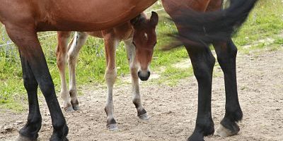 imago55929144h_opt Bildnummer: 55929144 Datum: 20.12.2007 Copyright: imago/blickwinkel stute mit fohlen, deutschland, brandenburg mare with foal, germany, brandenburg blws130923 kbdig 2007 quer querformat europa europäisch mitteleuropa mitteleuropäisch deutschland deutsch ostdeutschland ostdeutsch nordostdeutschland nordostdeutsch brandenburg tier tiere säugetier säugetiere huftier huftiere unpaarhufer pferd pferde pferdegestüt pferdegestüte gestüt gestüte pferdezuchtanstalt pferdezuchtanstalten pferdehaltung herde herden pferdeherde pferdeherden gruppe gruppen huf hufe pferdehuf pferdehufe pferdepflege pferdeschwanz pferdeschwänze beruf berufe berufswelt arbeit arbeitsleben arbeitswelt pferdewirt pferdewirte pferdepfleger tierzucht pferdezucht koppel koppeln pferdekoppel pferdekoppeln aussen draussen aussenaufnahme aussenaufnahmen warmblut warmblüter warmblutpferd warmblutpferde stute stuten mutter mütter muttertier muttertiere mütterlich fürsorge fürsorglich fohlen tierkind tierkinder tierbaby tierbabies jungtier jungtiere tierjunges junges juvenil jung familie familien tierfamilie tierfamilien eltern familiär behütet nachwuchs hervorschaün hervorlugen niedlich drollig possierlich putzig süss horizontal format europe european central europe central european germany german eastern germany eastern german north east germany northeastern germany northeast german animal animals mammal mammals odd-töd ungulates perissodactyls domestic horse domestic horses stud studs horse keeping keeping horses herd of horses herds of horses group groups hoof hooves horse s hoof care of horses pigtail pigtails ponytail ponytails job jobs profession professions stablehand stablehands livestock breeding animal husbandry horse breeding paddock paddocks outdoor photography outdoors outside warmblood warmbloods mare mares mother mothers motherly parental care thoughtful foal foals follies young animal young animals animal baby animal babies juvenile animal family animal families parents familiar care considerate guarded provident offspring procreation peering looking out neat cute droll sweet 55929144 Date 20 12 2007 Copyright Imago Angle Mare with Foals Germany Brandenburg Mare With foal Germany Brandenburg Kbdig 2007 horizontal Landscape Europe Euro Central Europe Central Germany German East Germany East German northeast Germany Northeast German Brandenburg Animal Animals Mammal Mammals Huftier Hoofed animals Unpaarhufer Horse Horses Horse farm Pferdegestüte Stud Studs Breeding establishment Breeding establishments Horse stance Stoves Herds Horse herd Horse herds Group Groups Hoof Hooves Pferdehuf Horse hooves Horse care Horse tail Horse tails Occupation Professions Professional world Work Working life Working world Horse industry Horse owners Horses carers Animal husbandry Horse-breeding Koppel Pair Paddock Paddocks exterior outside Outside view Outside Warm blood Warm-blooded Warm blood horse Mare Mares Mother Mothers Dam Mother animals maternal Care caring Foals Animal child Animal children Animal baby Animal babies Young animal Young animals Young animal Young juvenil Young Family Families Animal family Animal families Parents familial behütet Offspring hervorlugen cute drollig ruhr breaks ridiculous putzig sweet horizontally Format Europe European Central Europe Central European Germany German Eastern Germany Eastern German North East Germany Northeastern Germany Northeast German Animal Animals Mammal mammals Odd fatal ungulates Perissodactyls Domestic Horse Domestic Horses Stud subdivision studs Horse Keeping Keeping Horses Stove of Horses Herds of Horses Group Groups Hoof Horse S Hoof Care of Horses Job Jobs Profession professions Livestock Breeding Animal Horse Breeding Paddock paddocks Outdoor Photography outdoors outside Mare Mares Mother Mothers motherly Parental Care thoughtful foal Foals Follies Young Animal Young Animals Animal Baby Animal Babies Juvenile Animal Family Animal families Parents familiar Care considerate guarded Provident Offspring procreation peering Looking out neat cute Droll Sweet