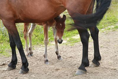 imago55929144h_opt Bildnummer: 55929144 Datum: 20.12.2007 Copyright: imago/blickwinkel stute mit fohlen, deutschland, brandenburg mare with foal, germany, brandenburg blws130923 kbdig 2007 quer querformat europa europäisch mitteleuropa mitteleuropäisch deutschland deutsch ostdeutschland ostdeutsch nordostdeutschland nordostdeutsch brandenburg tier tiere säugetier säugetiere huftier huftiere unpaarhufer pferd pferde pferdegestüt pferdegestüte gestüt gestüte pferdezuchtanstalt pferdezuchtanstalten pferdehaltung herde herden pferdeherde pferdeherden gruppe gruppen huf hufe pferdehuf pferdehufe pferdepflege pferdeschwanz pferdeschwänze beruf berufe berufswelt arbeit arbeitsleben arbeitswelt pferdewirt pferdewirte pferdepfleger tierzucht pferdezucht koppel koppeln pferdekoppel pferdekoppeln aussen draussen aussenaufnahme aussenaufnahmen warmblut warmblüter warmblutpferd warmblutpferde stute stuten mutter mütter muttertier muttertiere mütterlich fürsorge fürsorglich fohlen tierkind tierkinder tierbaby tierbabies jungtier jungtiere tierjunges junges juvenil jung familie familien tierfamilie tierfamilien eltern familiär behütet nachwuchs hervorschaün hervorlugen niedlich drollig possierlich putzig süss horizontal format europe european central europe central european germany german eastern germany eastern german north east germany northeastern germany northeast german animal animals mammal mammals odd-töd ungulates perissodactyls domestic horse domestic horses stud studs horse keeping keeping horses herd of horses herds of horses group groups hoof hooves horse s hoof care of horses pigtail pigtails ponytail ponytails job jobs profession professions stablehand stablehands livestock breeding animal husbandry horse breeding paddock paddocks outdoor photography outdoors outside warmblood warmbloods mare mares mother mothers motherly parental care thoughtful foal foals follies young animal young animals animal baby animal babies juvenile animal family animal families parents familiar care considerate guarded provident offspring procreation peering looking out neat cute droll sweet 55929144 Date 20 12 2007 Copyright Imago Angle Mare with Foals Germany Brandenburg Mare With foal Germany Brandenburg Kbdig 2007 horizontal Landscape Europe Euro Central Europe Central Germany German East Germany East German northeast Germany Northeast German Brandenburg Animal Animals Mammal Mammals Huftier Hoofed animals Unpaarhufer Horse Horses Horse farm Pferdegestüte Stud Studs Breeding establishment Breeding establishments Horse stance Stoves Herds Horse herd Horse herds Group Groups Hoof Hooves Pferdehuf Horse hooves Horse care Horse tail Horse tails Occupation Professions Professional world Work Working life Working world Horse industry Horse owners Horses carers Animal husbandry Horse-breeding Koppel Pair Paddock Paddocks exterior outside Outside view Outside Warm blood Warm-blooded Warm blood horse Mare Mares Mother Mothers Dam Mother animals maternal Care caring Foals Animal child Animal children Animal baby Animal babies Young animal Young animals Young animal Young juvenil Young Family Families Animal family Animal families Parents familial behütet Offspring hervorlugen cute drollig ruhr breaks ridiculous putzig sweet horizontally Format Europe European Central Europe Central European Germany German Eastern Germany Eastern German North East Germany Northeastern Germany Northeast German Animal Animals Mammal mammals Odd fatal ungulates Perissodactyls Domestic Horse Domestic Horses Stud subdivision studs Horse Keeping Keeping Horses Stove of Horses Herds of Horses Group Groups Hoof Horse S Hoof Care of Horses Job Jobs Profession professions Livestock Breeding Animal Horse Breeding Paddock paddocks Outdoor Photography outdoors outside Mare Mares Mother Mothers motherly Parental Care thoughtful foal Foals Follies Young Animal Young Animals Animal Baby Animal Babies Juvenile Animal Family Animal families Parents familiar Care considerate guarded Provident Offspring procreation peering Looking out neat cute Droll Sweet
