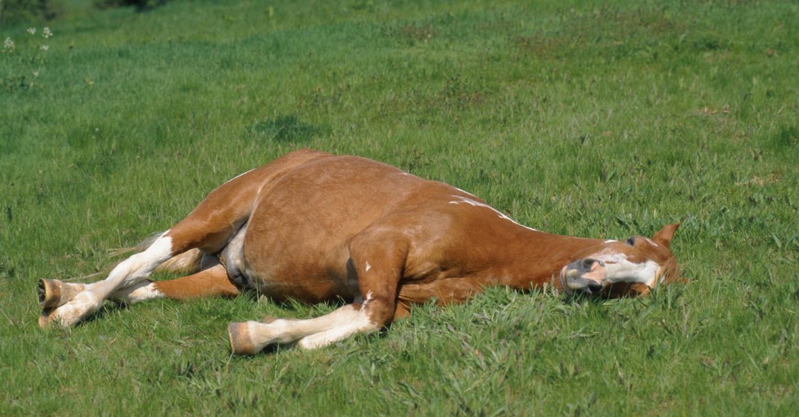 imago56033445h Bildnummer: 56033445 Datum: 18.09.2004 Copyright: imago/blickwinkel pinto schecke (equus przewalskii f. caballus), schläft auf wiese pinto schecke (equus przewalskii f. caballus), sleeping on meadow blws008984 kbdig 2004 quer tier tiere säugetier säugetiere huftier huftiere unpaarhufer pferd pferde nutztier nutztiere reittier reittiere pferderasse pferderassen einzeltier einzelnes tier einzelne tiere ein tier 1 tier ganzkörperportrait ganzkörperportraits ganzkörperansicht ganzkörperansichten seitenansicht von der seite liegen liegend tägliches leben alltag schlafen schlafend ausruhen ausruhend ruhen ruhend weide weiden viehweide viehweiden ungewohnt ungewöhnlich tierhaltung freilandhaltung animal animals mammal mammals odd-töd ungulates perissodactyls domestic horse domestic horses useful animal useful animals mount mounts breed of horse horse breed one animal singel animal single animals full-length portrait full-length portraits full length side view lateral lying daily life everyday life sleeping sleep resting pasture pastures meadow meadows feedlot feedlots uncommon free range 56033445 Date 18 09 2004 Copyright Imago Angle Pinto Schecke Equus przewalskii F caballus sleeps on Meadow Pinto Schecke Equus przewalskii F caballus Sleeping ON Meadow Kbdig 2004 horizontal Animal Animals Mammal Mammals Huftier Hoofed animals Unpaarhufer Horse Horses Animal Animals Mount Mounts Horse race Horse races Individual animal single Animal Individuals Animals a Animal 1 Animal Full body portrait Full view Side view from the Side lie lying daily Life Everyday life sleep sleeping rest ausruhend rest dormant Pasture Pastures Livestock grazing Cattle pastures unusual unusual Animal husbandry Free range Animal Animals Mammal mammals Odd fatal ungulates Perissodactyls Domestic Horse Domestic Horses useful Animal useful Animals Mount Mounts Breed of Horse Horse Breed One Animal Singel Animal Single Animals Full length Portrait Full length Portraits Full length Side View Lateral Lying Daily Life everyday Life Sleeping Sleep RESTING Pasture pastures Meadow Meadows feedlot feedlots uncommon Free Range