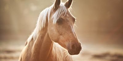 Kleinpferd Stute Palomino Nordrhein Westfalen Deutschland Europa iblcma03838985 jpg Kleinpferd, Stute, Palomino, Nordrhein-Westfalen, Deutschland, Europa iblcma03838985.jpg Small horse Mare Palomino North Rhine Westphalia Germany Europe iblcma03838985 JPG