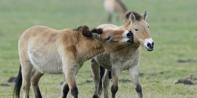 Przewalski Pferde Equus ferus przewalskii Emsland Niedersachsen Deutschland Europa iblenh03856 Przewalski-Pferde (Equus ferus przewalskii), Emsland, Niedersachsen, Deutschland, Europa iblenh03856457.jpg Przewalski Horses Equus ferus przewalskii Emsland Lower Saxony Germany Europe iblenh03856457 JPG