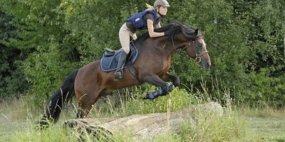 Junge Reiterin auf Connemara Pony Hengst beim Geländespringen Springen im Gelände Junge Reiterin auf Connemara Pony Hengst beim Geländespringen Springen im Gelände Junge Reiterin auf Connemara Pony Hengst beim Geländespringen Springen im Gelände Boy Horsewoman on Connemara Pony Stallion the Terrain jumping Jump in Centre