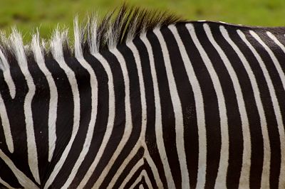 Ein Grevy Zebra Equus grevyi im Gehege im Leipziger Zoo Zoo Leipzig Ein Grevy-Zebra (Equus grevyi) im Gehege im Leipziger Zoo. Zoo Leipzig a Grevy Zebra Equus grevyi in Enclosure in Leipzig Zoo Zoo Leipzig