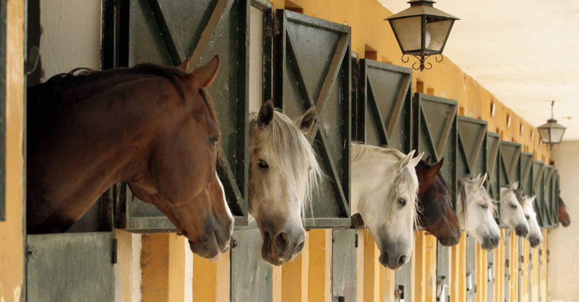 (Foto: IMAGO/Blickwinkel) (Foto: IMAGO/Blickwinkel) Stallanlage in Jerez de la Frontera, Spanien, Andalusien horse stable in Jerez de la Frontera, Spain, Andalusia BLWS164157 Stall plant in Jerez de La Frontera Spain Andalusia Horse stable in Jerez de La Frontera Spain andalusia BLWS164157