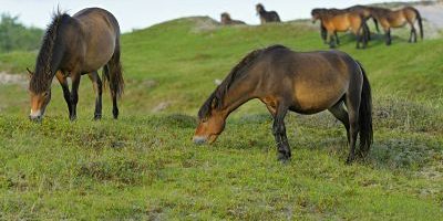 Exmoor Pony Exmoor Pony Exmoorpony Equus przewalskii f caballus grasende Pferdeherde im Schutz Exmoor Pony, Exmoor-Pony, Exmoorpony (Equus przewalskii f. caballus), grasende Pferdeherde im Schutzgebiet Bollekamer, Niederlande, Texel, Duenen von Texel Nationalpark Exmoor pony (Equus przewalskii f. caballus), grazing herd of horses in the conservation area Bollekamer, Netherlands, Texel, Duenen von Texel Nationalpark BLWS324030 Exmoor Pony, Exmoor-Pony, Exmoorpony (Equus przewalskii f. caballus), grasende Pferdeherde im Schutzgebiet Bollekamer, Niederlande, Texel, Duenen von Texel Nationalpark Exmoor pony (Equus przewalskii f. caballus), grazing herd of horses in the conservation area Bollekamer, Netherlands, Texel, Duenen von Texel Nationalpark BLWS324030 Exmoor Pony Exmoor Pony Exmoorpony Equus przewalskii F caballus Grass end Horse herd in Conservation area Bolle camera Netherlands Texel Dunes from Texel National Park Exmoor Pony Equus przewalskii F caballus grazing Stove of Horses in The Conservation Area Bolle camera Netherlands Texel Dunes from Texel National Park