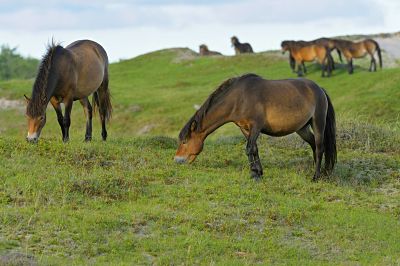 Exmoor Pony Exmoor Pony Exmoorpony Equus przewalskii f caballus grasende Pferdeherde im Schutz Exmoor Pony, Exmoor-Pony, Exmoorpony (Equus przewalskii f. caballus), grasende Pferdeherde im Schutzgebiet Bollekamer, Niederlande, Texel, Duenen von Texel Nationalpark Exmoor pony (Equus przewalskii f. caballus), grazing herd of horses in the conservation area Bollekamer, Netherlands, Texel, Duenen von Texel Nationalpark BLWS324030 Exmoor Pony, Exmoor-Pony, Exmoorpony (Equus przewalskii f. caballus), grasende Pferdeherde im Schutzgebiet Bollekamer, Niederlande, Texel, Duenen von Texel Nationalpark Exmoor pony (Equus przewalskii f. caballus), grazing herd of horses in the conservation area Bollekamer, Netherlands, Texel, Duenen von Texel Nationalpark BLWS324030 Exmoor Pony Exmoor Pony Exmoorpony Equus przewalskii F caballus Grass end Horse herd in Conservation area Bolle camera Netherlands Texel Dunes from Texel National Park Exmoor Pony Equus przewalskii F caballus grazing Stove of Horses in The Conservation Area Bolle camera Netherlands Texel Dunes from Texel National Park