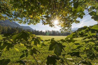 Ramsau am Dachstein Ahornboden Bergahorn Acer pseudoplatanus Steiermark Österreich Ramsau Rams Ramsau am Dachstein, Ahornboden, Bergahorn, Acer pseudoplatanus, Steiermark, Österreich, Ramsau Ramsau am Dachstein, Ahornboden, Bergahorn, Acer pseudoplatanus, Steiermark Ramsau at roof Maple floor Sycamores Acer pseudoplatanus Styria Austria Ramsau Ramsau at roof Maple floor Sycamores Acer pseudoplatanus Styria
