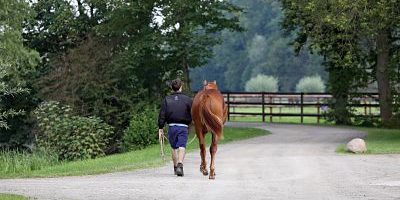 21 08 2014 Ascheberg Herbern Nordrhein Westfalen GER Pferd wird gefuehrt Gestuet Schlossgut It 21.08.2014, Ascheberg-Herbern, Nordrhein-Westfalen, GER - Pferd wird gefuehrt. Gestuet Schlossgut Itlingen. (Pferd, Haltung, Pferdehaltung, Pferdepfleger, fuehren, Bewegung, bewegen, Pferdewirt, laufen, an der Hand, Jaehrling, Weg, Rueckansicht, Rückansicht, Jährling) 250D210814ITLINGEN.JPG GALOPP 21.08.2014, Ascheberg-Herbern, Nordrhein-Westfalen, GER - Pferd wird gefuehrt. Gestuet Schlossgut Itlingen. (Pferd, Haltung, Pferdehaltung, Pferdepfleger, fuehren, Bewegung, bewegen, Pferdewirt, laufen, an der Hand, Jaehrling, Weg, Rueckansicht, Rückansicht, Jährling) 250D210814ITLINGEN.JPG GALOPP 21 08 2014 Mountain ash Herbern North Rhine Westphalia ger Horse will Guided Stud Schlossgut Itlingen Horse Attitude Horse stance Horses carers lead Movement move Horse industry run to the Hand Yearling Way Rueckansicht Back View Yearling JPG Gallop