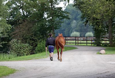 21 08 2014 Ascheberg Herbern Nordrhein Westfalen GER Pferd wird gefuehrt Gestuet Schlossgut It 21.08.2014, Ascheberg-Herbern, Nordrhein-Westfalen, GER - Pferd wird gefuehrt. Gestuet Schlossgut Itlingen. (Pferd, Haltung, Pferdehaltung, Pferdepfleger, fuehren, Bewegung, bewegen, Pferdewirt, laufen, an der Hand, Jaehrling, Weg, Rueckansicht, Rückansicht, Jährling) 250D210814ITLINGEN.JPG GALOPP 21.08.2014, Ascheberg-Herbern, Nordrhein-Westfalen, GER - Pferd wird gefuehrt. Gestuet Schlossgut Itlingen. (Pferd, Haltung, Pferdehaltung, Pferdepfleger, fuehren, Bewegung, bewegen, Pferdewirt, laufen, an der Hand, Jaehrling, Weg, Rueckansicht, Rückansicht, Jährling) 250D210814ITLINGEN.JPG GALOPP 21 08 2014 Mountain ash Herbern North Rhine Westphalia ger Horse will Guided Stud Schlossgut Itlingen Horse Attitude Horse stance Horses carers lead Movement move Horse industry run to the Hand Yearling Way Rueckansicht Back View Yearling JPG Gallop