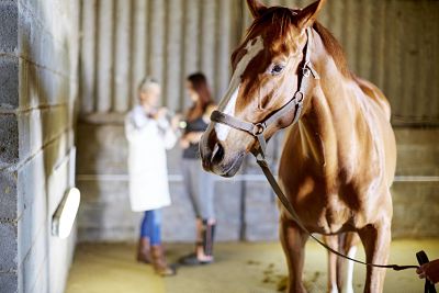 Horse in stable with teenage girl and veterinarian in background model released Symbolfoto property Horse in stable with teenage girl and veterinarian in background model released Symbolfoto property released PUBLICATIONxINxGERxSUIxAUTxHUNxONLY ZEF001733 Horse in stable With Teenage Girl and Veterinarian in Background Model released Symbolic image Property released PUBLICATIONxINxGERxSUIxAUTxHUNxONLY ZEF001733