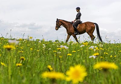 8 5 2015 Neuenhagen Deutschland GER Frau reitet über eine Weide Gutshof Neuenhagen MODEL RELE 8.5.2015, Neuenhagen, Deutschland, GER - Frau reitet über eine Weide. Gutshof Neuenhagen. MODEL RELEASE: YES; PROPERTY RELEASE: NO. . 8.5.2015, Neuenhagen, Deutschland, GER - Frau reitet über eine Weide. Gutshof Neuenhagen. MODEL RELEASE: YES; PROPERTY RELEASE: NO. . 8 5 2015 Neuenhagen Germany ger Woman rides above a Pasture Manor Neuenhagen Model Release Yes Property Release No