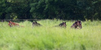 30 05 2015 Graditz Sachsen GER Jungstuten doesen im Liegen auf der Weide Gestuet Graditz Pfe 30.05.2015, Graditz, Sachsen, GER - Jungstuten doesen im Liegen auf der Weide. Gestuet Graditz. (Pferde, Warmblut, Warmblueter, Koppel, Weide, Haltung, Pferdehaltung, Stuten, Jungstuten, Zucht, Warmblutzucht, artgerecht, liegen, liegend, ausruhen, ruhen, doesen, schlafen, muede, Muedigkeit, Herde, Pferdeherde, Gruppe, hohes Gras, fette Weide, versteckt, müde, Müdigkeit, dösen, Warmblüter) 501D300515GRADITZ.JPG GALOPP 30.05.2015, Graditz, Sachsen, GER - Jungstuten doesen im Liegen auf der Weide. Gestuet Graditz. (Pferde, Warmblut, Warmblueter, Koppel, Weide, Haltung, Pferdehaltung, Stuten, Jungstuten, Zucht, Warmblutzucht, artgerecht, liegen, liegend, ausruhen, ruhen, doesen, schlafen, muede, Muedigkeit, Herde, Pferdeherde, Gruppe, hohes Gras, fette Weide, versteckt, müde, Müdigkeit, dösen, Warmblüter) 501D300515GRADITZ.JPG GALOPP 30 05 2015 Graditz Saxony ger Does in lie on the Pasture Stud Graditz Horses Warm blood Warm-blooded Koppel Pasture Attitude Horse stance Mares Breeding Warmblood breeding artgerecht lie lying rest rest Does sleep tired Fatigue Stoves Horse herd Group high Grass Fats Pasture hidden Tired Fatigue doze Warm-blooded JPG Gallop