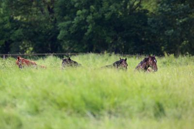 Junge Warmblutpferde liegen in Sachsen auf der Koppel und dösen.