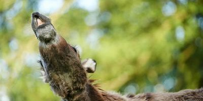 Esel Hausesel Haus Esel Equus asinus asinus Kopf einer wiehernden Stute von untern Deutschland Esel, Hausesel, Haus-Esel (Equus asinus asinus), Kopf einer wiehernden Stute von untern, Deutschland Domestic donkey (Equus asinus asinus), neighing mare from below, Germany BLWS399808 Esel, Hausesel, Haus-Esel (Equus asinus asinus), Kopf einer wiehernden Stute von untern, Deutschland Domestic donkey (Equus asinus asinus), neighing mare from below, Germany BLWS399808 Ass House donkey House Ass Equus asinus asinus Head a Mare from lower Germany Domestic Donkey Equus asinus asinus neighing Mare from below Germany