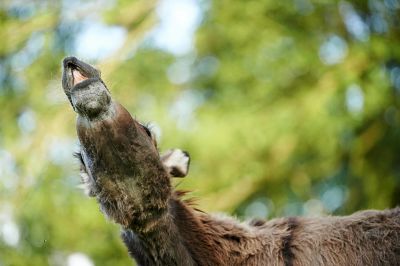 Esel Hausesel Haus Esel Equus asinus asinus Kopf einer wiehernden Stute von untern Deutschland Esel, Hausesel, Haus-Esel (Equus asinus asinus), Kopf einer wiehernden Stute von untern, Deutschland Domestic donkey (Equus asinus asinus), neighing mare from below, Germany BLWS399808 Esel, Hausesel, Haus-Esel (Equus asinus asinus), Kopf einer wiehernden Stute von untern, Deutschland Domestic donkey (Equus asinus asinus), neighing mare from below, Germany BLWS399808 Ass House donkey House Ass Equus asinus asinus Head a Mare from lower Germany Domestic Donkey Equus asinus asinus neighing Mare from below Germany