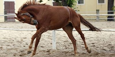 26 09 2015 Graditz Sachsen GER Pferd buckelt auf dem Sandpaddock Gestuet Graditz Pferd Padd 26.09.2015, Graditz, Sachsen, GER - Pferd buckelt auf dem Sandpaddock. Gestuet Graditz. (Pferd, Paddock, Sandpaddock, Sandauslauf, Koppel, Warmblueter, Warmblut, Haltung, Pferdehaltung, buckeln, buckelt, Lebensfreude, Vitalitaet, vital, Verhalten, Pferdeverhalten, energiegeladen, Vitalität, Warmblüter) 040D260915GRADITZ.JPG GALOPP 26.09.2015, Graditz, Sachsen, GER - Pferd buckelt auf dem Sandpaddock. Gestuet Graditz. (Pferd, Paddock, Sandpaddock, Sandauslauf, Koppel, Warmblueter, Warmblut, Haltung, Pferdehaltung, buckeln, buckelt, Lebensfreude, Vitalitaet, vital, Verhalten, Pferdeverhalten, energiegeladen, Vitalität, Warmblüter) 040D260915GRADITZ.JPG GALOPP 26 09 2015 Graditz Saxony ger Horse Buck back kowtowing on the Sandpaddock Stud Graditz Horse Paddock Sandpaddock Sandauslauf Koppel Warm-blooded Warm blood Attitude Horse stance buckeln Buck back kowtowing Joie de vivre vitality Vital Behavior Horse behavior energetic Vitality Warm-blooded JPG Gallop