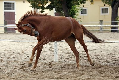 26 09 2015 Graditz Sachsen GER Pferd buckelt auf dem Sandpaddock Gestuet Graditz Pferd Padd 26.09.2015, Graditz, Sachsen, GER - Pferd buckelt auf dem Sandpaddock. Gestuet Graditz. (Pferd, Paddock, Sandpaddock, Sandauslauf, Koppel, Warmblueter, Warmblut, Haltung, Pferdehaltung, buckeln, buckelt, Lebensfreude, Vitalitaet, vital, Verhalten, Pferdeverhalten, energiegeladen, Vitalität, Warmblüter) 040D260915GRADITZ.JPG GALOPP 26.09.2015, Graditz, Sachsen, GER - Pferd buckelt auf dem Sandpaddock. Gestuet Graditz. (Pferd, Paddock, Sandpaddock, Sandauslauf, Koppel, Warmblueter, Warmblut, Haltung, Pferdehaltung, buckeln, buckelt, Lebensfreude, Vitalitaet, vital, Verhalten, Pferdeverhalten, energiegeladen, Vitalität, Warmblüter) 040D260915GRADITZ.JPG GALOPP 26 09 2015 Graditz Saxony ger Horse Buck back kowtowing on the Sandpaddock Stud Graditz Horse Paddock Sandpaddock Sandauslauf Koppel Warm-blooded Warm blood Attitude Horse stance buckeln Buck back kowtowing Joie de vivre vitality Vital Behavior Horse behavior energetic Vitality Warm-blooded JPG Gallop