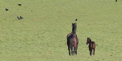 24 02 2016 Bury St Edmunds Suffolk GBR GROSSBRITANNIEN Stute und Fohlen auf der Weide Herring 24.02.2016, Bury St Edmunds, Suffolk, GBR, GROSSBRITANNIEN - Stute und Fohlen auf der Weide. Herringswell Manor Stud. (Pferde, Stute, Nouvelle Neige, Fohlen, Nouvelle Lune, Saugfohlen, Koppel, Weide, stehen, stehend, Aufmerksamkeit, aufmerksam, Rueckansicht, Vollblut, Englisches Vollblut, Zucht, Vollblutzucht, artgerecht, Pferdehaltung, Haltung, Pferdezucht, Vollblutfohlen, Jahreszeit, Winter, Gestuet, Raben, Voegel, Vögel, Gestüt) 013D240216NEWMARKET.JPG GALOPP 24.02.2016, Bury St Edmunds, Suffolk, GBR, GROSSBRITANNIEN - Stute und Fohlen auf der Weide. Herringswell Manor Stud. (Pferde, Stute, Nouvelle Neige, Fohlen, Nouvelle Lune, Saugfohlen, Koppel, Weide, stehen, stehend, Aufmerksamkeit, aufmerksam, Rueckansicht, Vollblut, Englisches Vollblut, Zucht, Vollblutzucht, artgerecht, Pferdehaltung, Haltung, Pferdezucht, Vollblutfohlen, Jahreszeit, Winter, Gestuet, Raben, Voegel, Vögel, Gestüt) 013D240216NEWMARKET.JPG GALOPP 24 02 2016 Bury St Edmunds Suffolk GBR UK Mare and Foals on the Pasture Manor Stud Horses Mare Nouvelle Tilting Foals Nouvelle Lune Suckling foals Koppel Pasture Stand standing Attention carefully Rueckansicht Full blood English Full blood Breeding Thoroughbred breeding artgerecht Horse stance Attitude Horse-breeding Season Winter Stud Ravens Birds Birds Stud JPG Gallop