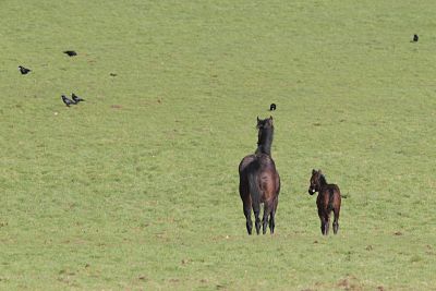 24 02 2016 Bury St Edmunds Suffolk GBR GROSSBRITANNIEN Stute und Fohlen auf der Weide Herring 24.02.2016, Bury St Edmunds, Suffolk, GBR, GROSSBRITANNIEN - Stute und Fohlen auf der Weide. Herringswell Manor Stud. (Pferde, Stute, Nouvelle Neige, Fohlen, Nouvelle Lune, Saugfohlen, Koppel, Weide, stehen, stehend, Aufmerksamkeit, aufmerksam, Rueckansicht, Vollblut, Englisches Vollblut, Zucht, Vollblutzucht, artgerecht, Pferdehaltung, Haltung, Pferdezucht, Vollblutfohlen, Jahreszeit, Winter, Gestuet, Raben, Voegel, Vögel, Gestüt) 013D240216NEWMARKET.JPG GALOPP 24.02.2016, Bury St Edmunds, Suffolk, GBR, GROSSBRITANNIEN - Stute und Fohlen auf der Weide. Herringswell Manor Stud. (Pferde, Stute, Nouvelle Neige, Fohlen, Nouvelle Lune, Saugfohlen, Koppel, Weide, stehen, stehend, Aufmerksamkeit, aufmerksam, Rueckansicht, Vollblut, Englisches Vollblut, Zucht, Vollblutzucht, artgerecht, Pferdehaltung, Haltung, Pferdezucht, Vollblutfohlen, Jahreszeit, Winter, Gestuet, Raben, Voegel, Vögel, Gestüt) 013D240216NEWMARKET.JPG GALOPP 24 02 2016 Bury St Edmunds Suffolk GBR UK Mare and Foals on the Pasture Manor Stud Horses Mare Nouvelle Tilting Foals Nouvelle Lune Suckling foals Koppel Pasture Stand standing Attention carefully Rueckansicht Full blood English Full blood Breeding Thoroughbred breeding artgerecht Horse stance Attitude Horse-breeding Season Winter Stud Ravens Birds Birds Stud JPG Gallop