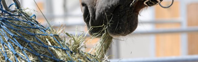 30 05 2014 Oberoderwitz Sachsen GER Detailaufnahme Pferd frisst aus einem Heunetz Pferdehof a 30.05.2014, Oberoderwitz, Sachsen, GER - Detailaufnahme, Pferd frisst aus einem Heunetz. Pferdehof am Spitzberg. (Heu, Netz, Heunetz, Raufutter, Rauhfutter, Futter, haengend, Paddock, Haltung, Pferdehaltung, Fuetterung, fuettern, fressen, Nahrungsaufnahme, Detail, Detailaufnahme, rupfen, Maul, Auslauf, hängend, Fütterung, füttern) 637D300514ODERWITZ.JPG GALOPP 30 05 2014 Upper Oderwitz Saxony ger Details Horse eats out a Hay net Horse at Spitzberg Hay Network Hay net forage Feed hanging Paddock Attitude Horse stance Feeding Feed Eating Food intake Detail Details rupfen Foot Discontinued hanging Feeding feed JPG Gallop