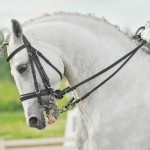 Dressur-Lektionen-150x150-e6023fa048a528799de6a4e38e4393470dfbb90a white horse dressage