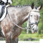 Schritt-reiten-150x150-74c4c91dc2c2824af83eb480cfa6949e29dd3244 Gray sport horse portrait during dressage competition